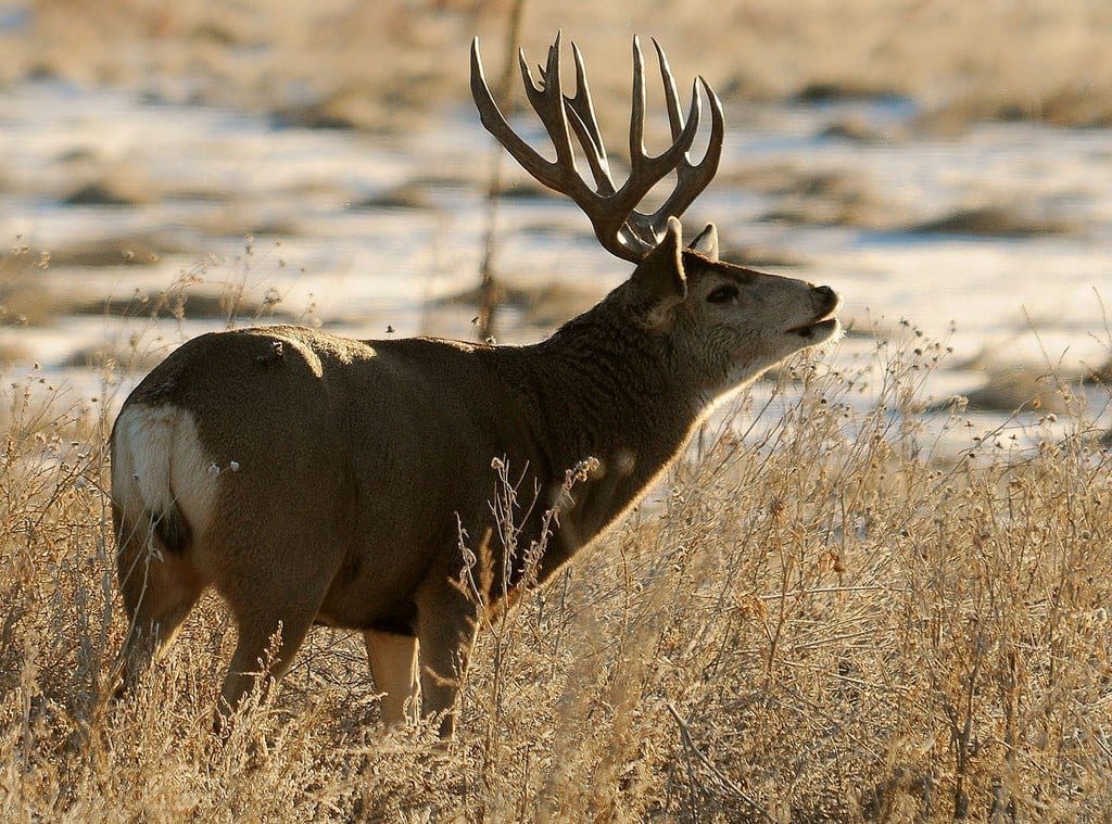 mule deer hunting tips