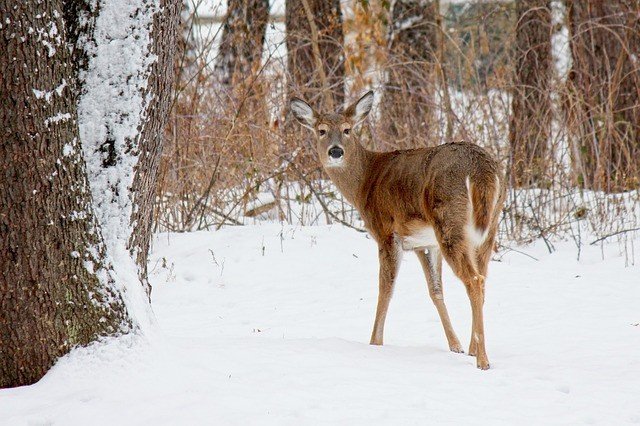 what do white tailed deer eat