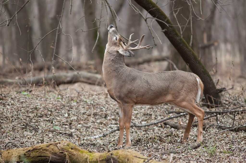 what do white tailed deer eat (3)