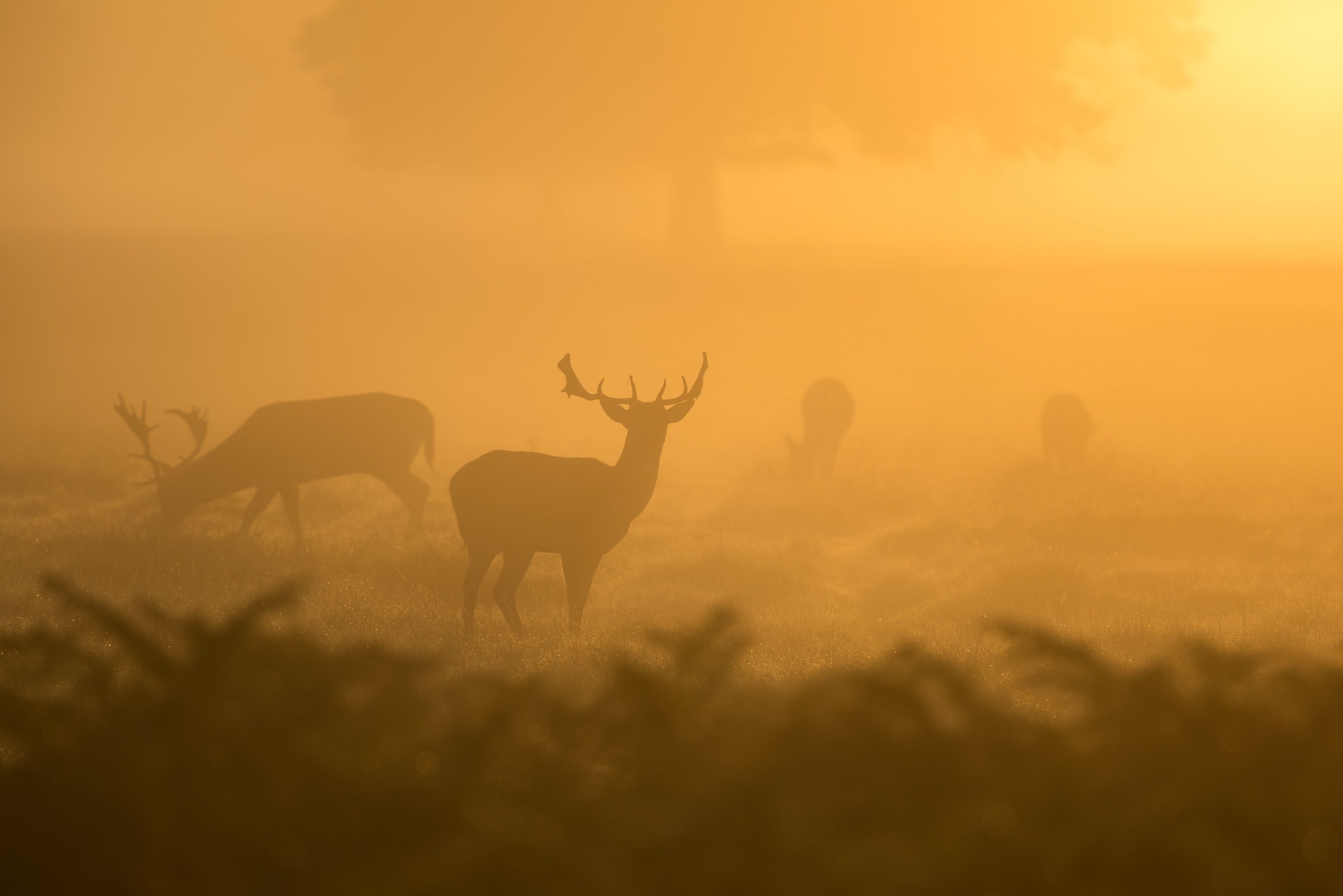 Deer Feeding Chart For South Georgia