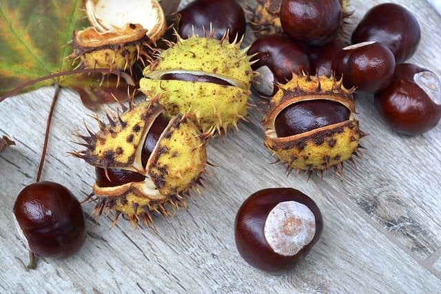 best deer bait chestnuts