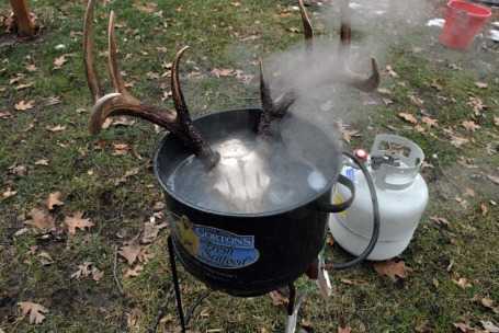 How To Boil Deer Skull