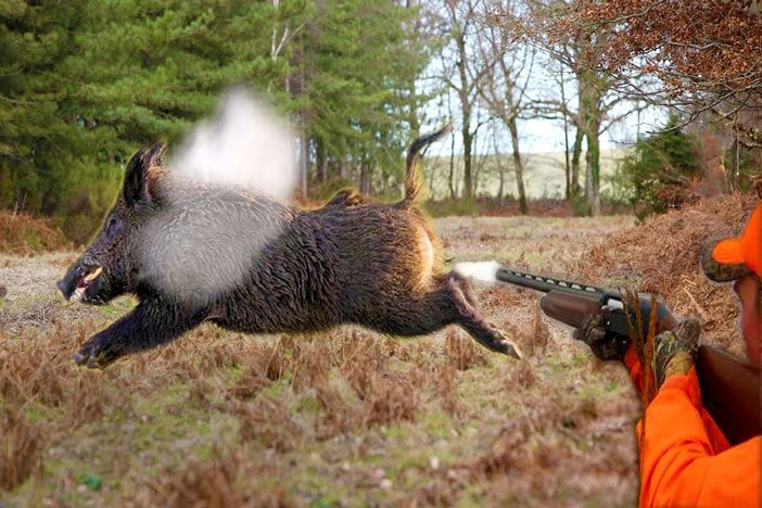 Use shotgun to kill hog