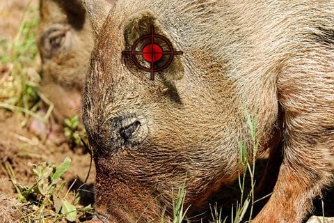 where to shoot a hog