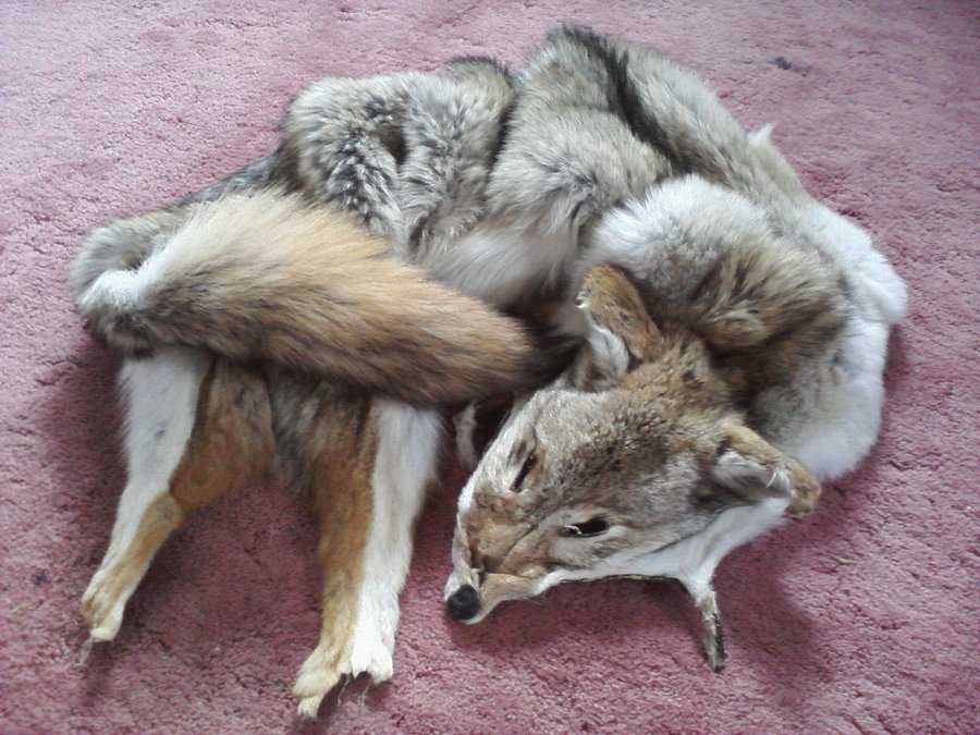 Tanning A Coyote Pelt