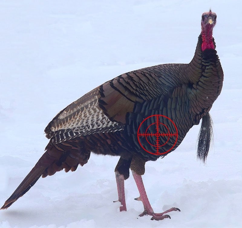 Where To Shoot A Turkey With A Bow