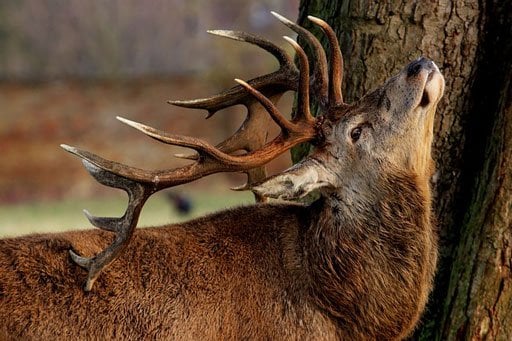 deer baiting laws