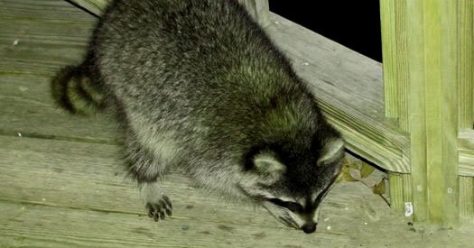How To Get Rid Of Raccoons Under Deck