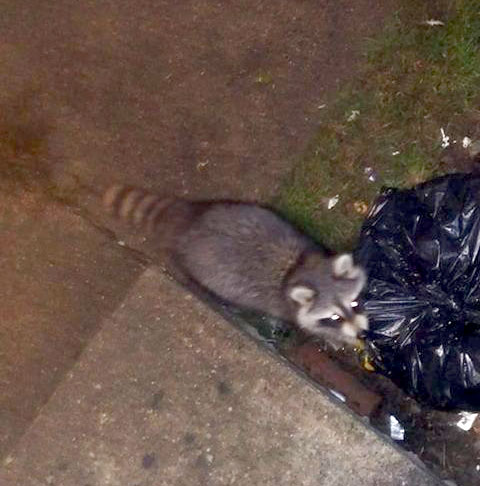 What Attracts Raccoons