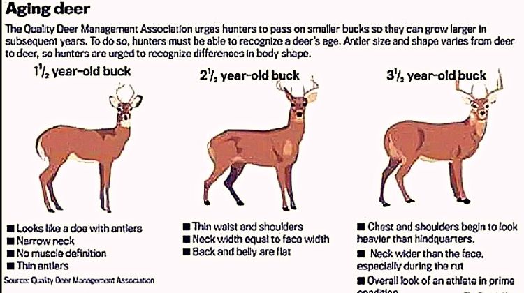 how to aging deer by hanging