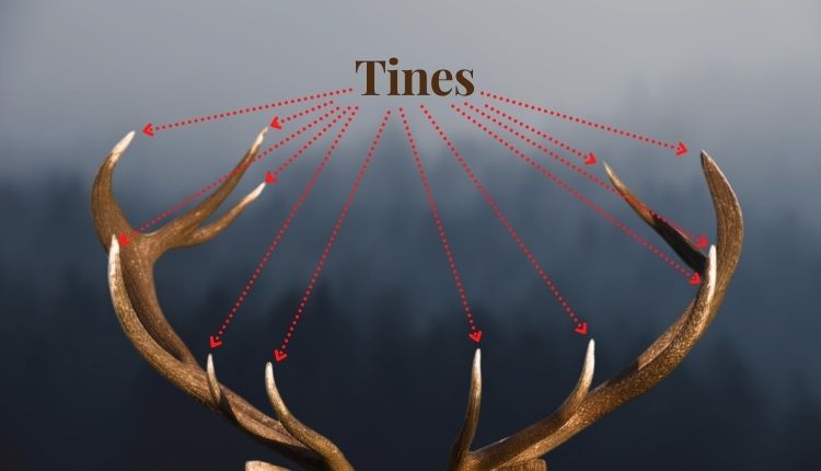What Are 12-Point Bucks? How Old are 12-Point Bucks?
