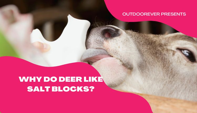 Why Do Deer Like Salt Blocks?