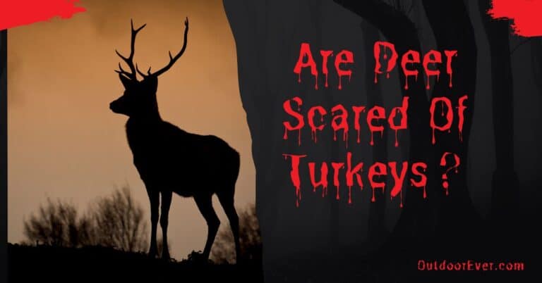 Are Deer Scared Of Turkeys