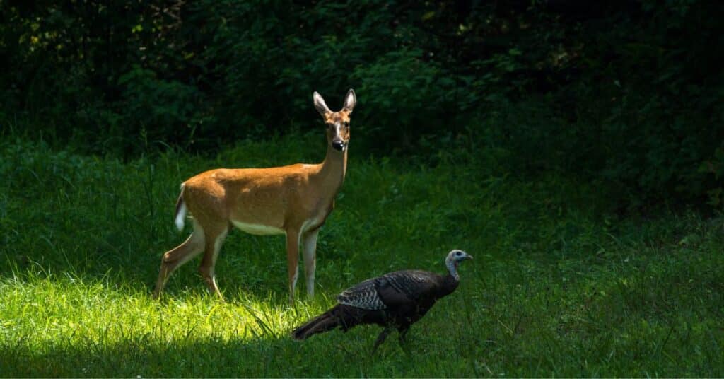 Why Do Deer Keep Away From Turkey