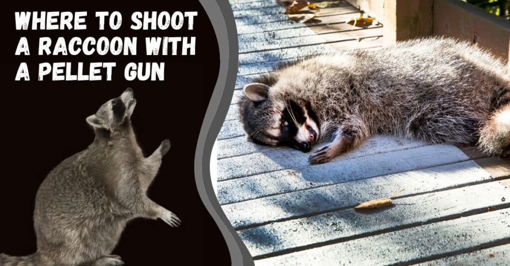 where to shoot a raccoon with a pellet gun